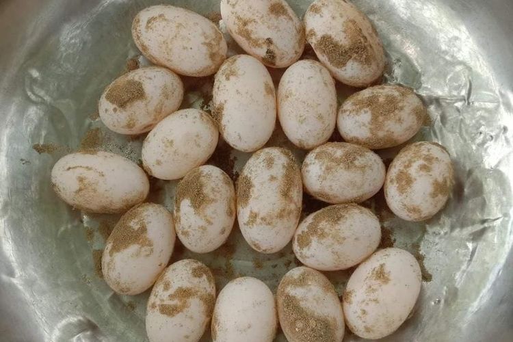 Telur penyu diperjualbelikan di grup facebook Balikpapan