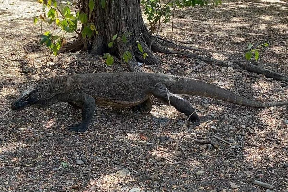 Komodo berjalan di pesisir pantai yang berada di Pulau Komodo, Nusa Tenggara Timur. 