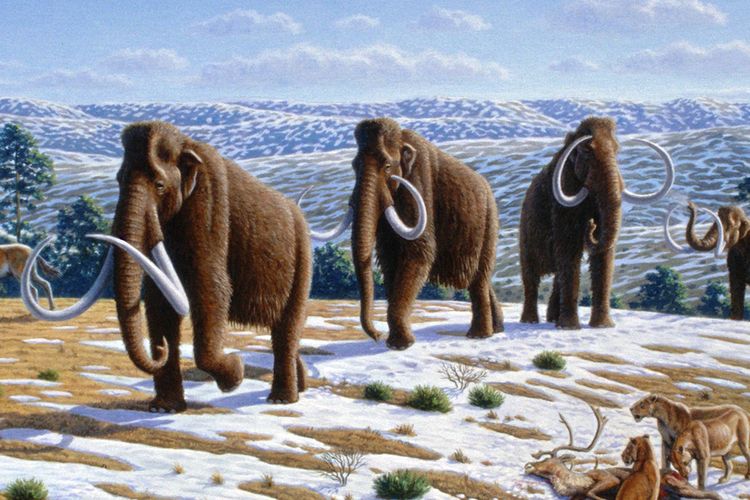 Ilustrasi mamut berbulu