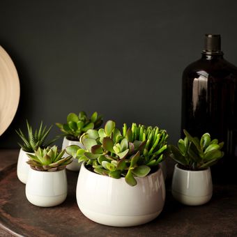 Ide penempatan tanaman hias sukulen dengan pot keramik mungil.