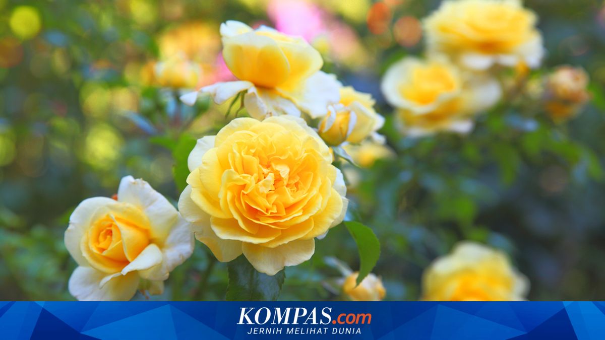 4 Fakta Menarik Bunga Mawar, Bisa Dikonsumsi dan Punya Banyak Arti