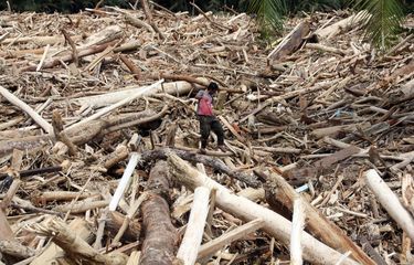 Warga berjalan di atas sampah kayu gelondongan pasca banjir bandang di Desa Aek Garoga, Kecamatan Batang Toru, Kabupaten Tapanuli Selatan, Sumatera Utara, Sabtu (29/11/2025). Sampah kayu gelondongan tersebut menumpuk di pemukiman warga dan sungai pasca banjir bandang pada Selasa (25/11). ANTARA FOTO/Yudi Manar/bar