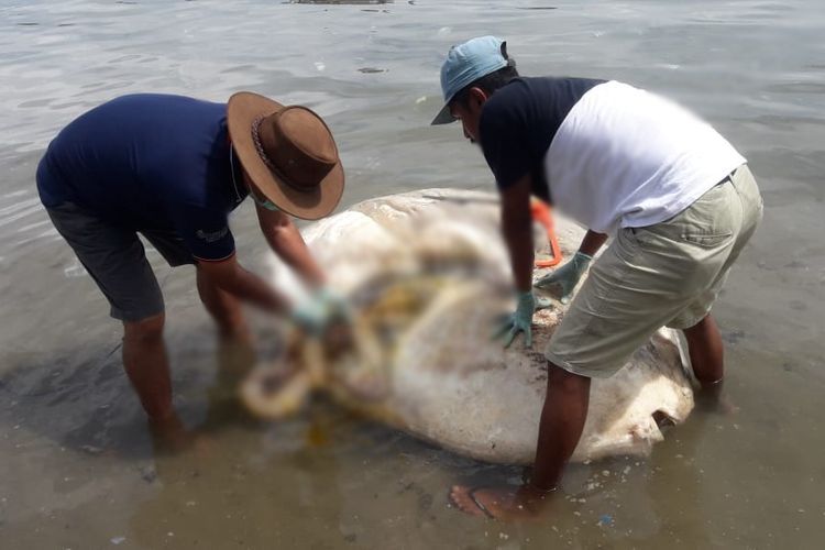 Peneliti dari Universitas Pattimura Ambon Prof Dr Jacobus Wilson Mosse saat membedah bangkai ikan mola yang terdampar di Teluk Ambon, Senin (1/4/2019). Dalam pembedahan itu ditemukan sebuah benda misterius di dalam usus ikan mola tersebut.
