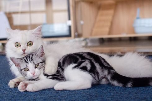 Kucing-kucing Ini Bertugas Temani Para Pembaca yang Kesepian di Perpustakaan