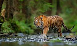 Apa yang Bisa Dilakukan jika Harimau Jawa Belum Punah?