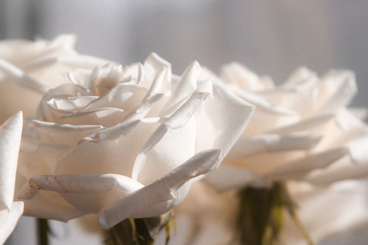 Mawar putih melambangkan simpati dan cinta kasih.