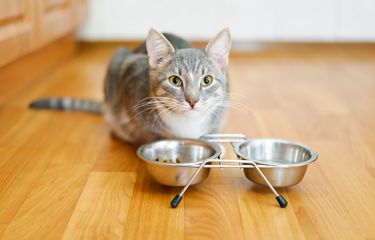 Ilustrasi kucing makan, makanan untuk menaikkan berat badan kucing