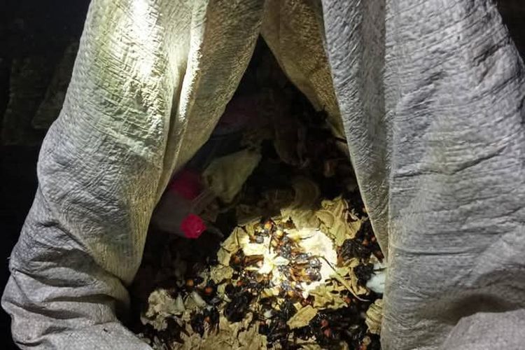 Sarang tawon vespa di Situbondo saat berhasil dievakuasi, Kamis (23/1/2025)