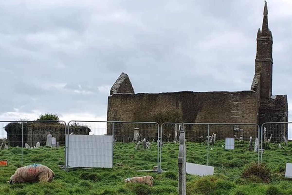 Ratusan kuburan kuno yang terlupakan ditemukan di Irlandia, berkat bantuan domba dan kambing. Domba saat ini dibiarkan memakan rumput di area Gereja St Matthew's Templebreedy tersebut.