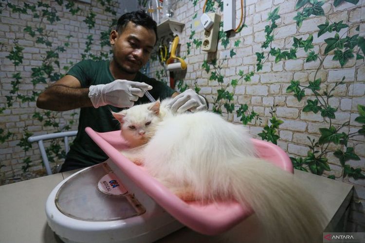 Seorang dokter hewan menyuntik vitamin kepada kucing yang akan dititip di jasa penitipan hewan Adun Pets Care di Banda Aceh, Aceh, Kamis (4/4/2024). 
