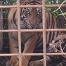 Dua Harimau Sumatera Masuk Perangkap BKSDA di Solok, Hampir Dibunuh Warga