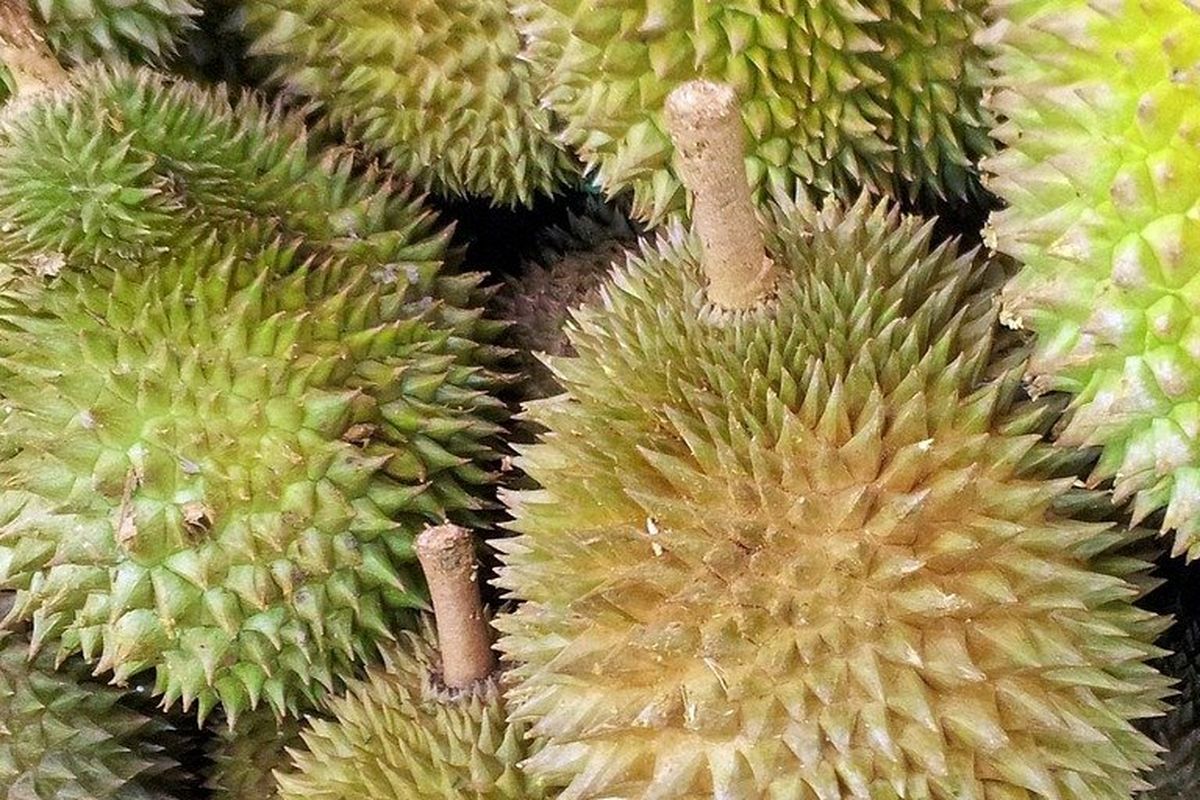 Ilustrasi buah durian. 