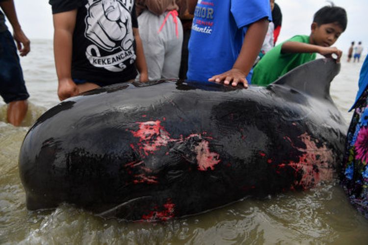 Warga mengamati Paus Pilot Sirip Pendek (Globicephala macrorhynchus) yang terdampar di Pantai Modung, Bangkalan, Jawa Timur, Jumat (19/2/2021). Sekitar 52 ekor Paus Pilot Sirip Pendek terdampar di pantai itu, tiga diantaranya berhasil diselamatkan dan sisanya sebanyak 49 mati. 