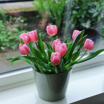 bunga tulip di dalam ruangan