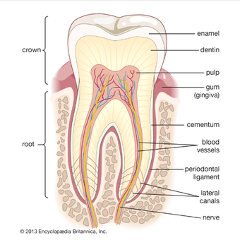 Ilustrasi anatomi gigi
