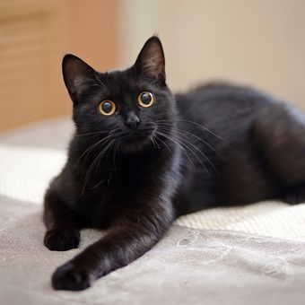 Ilustrasi kucing hitam.