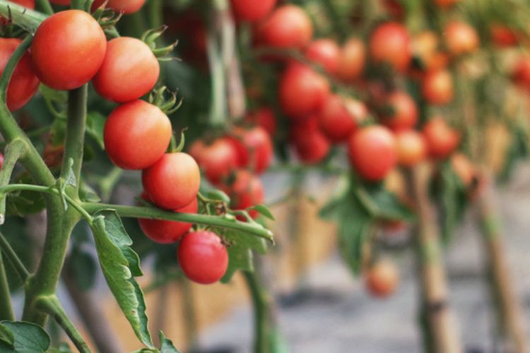 Ilustrasi menanam tomat, budidaya tomat dengan mulsa plastik. 