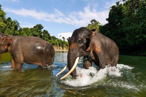 Tangkahan dan Kalibiru, Contoh Wisata Alam Berbasis Komunitas