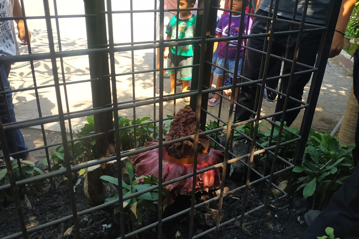 Bunga bangkai yang tumbuh di SDN Kayuringin Jaya II, Bekasi Selatan, dikerangkeng petugas untuk menghindari tumbuhan itu dari kerusakan, Jumat (4/10/2019).