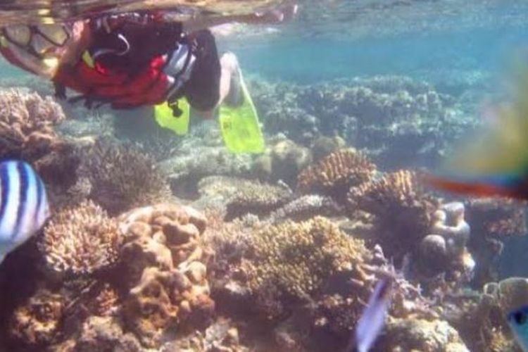 Pelancong menikmati keindahan alam bawah laut Karimunjawa, Kabupaten Jepara, Selasa (25/11/2014). Terumbu karang dan ikan menjadi dayat tarik tersendiri. 