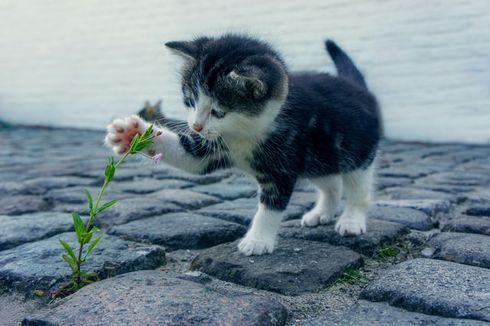 6 Alasan Pemilik Sebaiknya Ajak Kucing Bermain