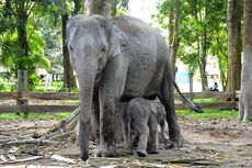 Konservasi Kampar Bergembira, Gajah Ngatini Lahirkan Bayi Jantan, Diberi Nama oleh Gubernur