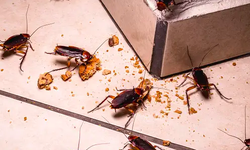 Hasil Penelitian: Kecoa Bisa Rusak Kualitas Udara di Dalam Rumah