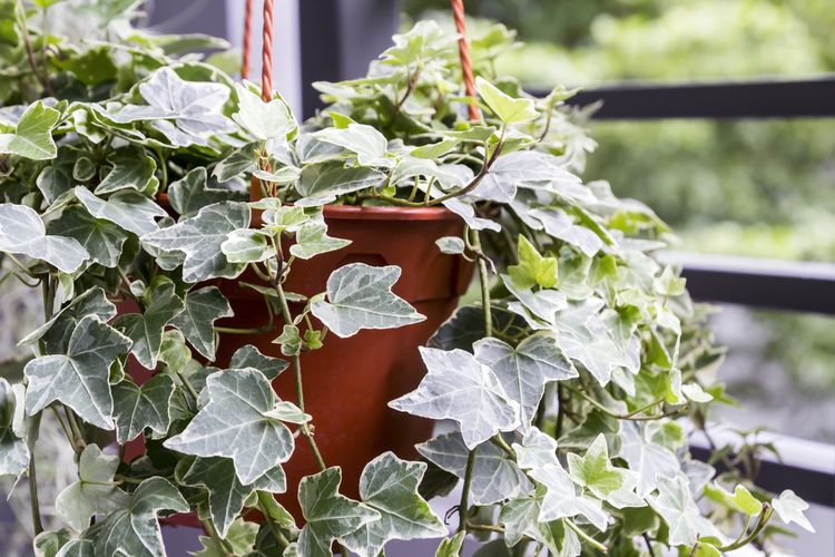 English ivy adalah tanaman dalam ruangan yang baik untuk kesehatan lainnya. Tanaman ini diketahui mampu menyaring formaldehida dan menjadi tanaman rumah penyaring udara nomor satu.
