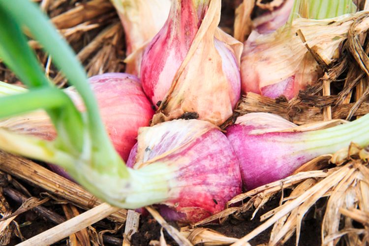Ilustrasi tanaman bawang merah, menanam bawang merah.