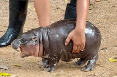 Kisah Moo Deng, Bayi Kuda Nil Berjuluk "Babi Goyang" yang Viral di Thailand