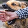 Pernah Digigit Anjing, Satu Warga Sikka Meninggal di Puskesmas dengan Gejala Rabies