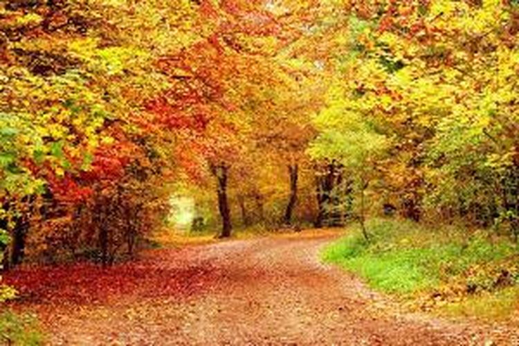 Hutan kecil di Perancis ketika memasuki musim gugur. Pohon menjadi warna-warni.