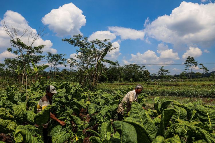 Warga memetik daun tembakau di Desa Malebo, Temanggung, Jawa Tengah, Sabtu (25/9/2021). Volume hasil panen tembakau di Temanggung pada tahun ini diperkirakan sekitar 14.000 ton dengan lahan luas tanaman tembakau sekitar 18.519 hektar.