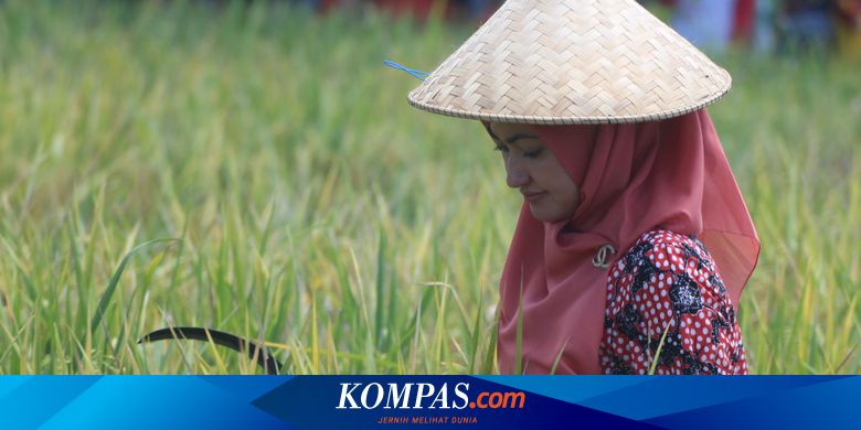 Berita Harian Pertanian Terbaru Hari Ini - Kompas.com