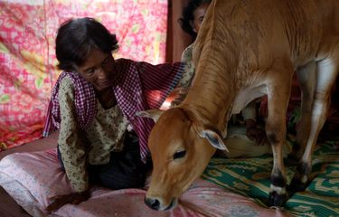 Seorang Nenek Menikah dengan Sapi, Percaya Hewan Itu Reinkarnasi ...
