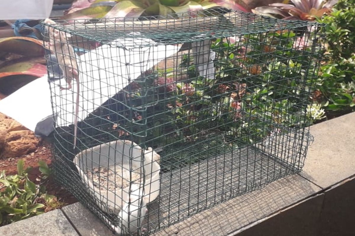 Kumpulan mahasiswa melakukan aksi demo di depan gedung KPK sambil membawa tikus di dalam kandang. Aksi tersebut sebagai bentuk penolakan atas revisi UU KPK, Selasa (17/9/2019)