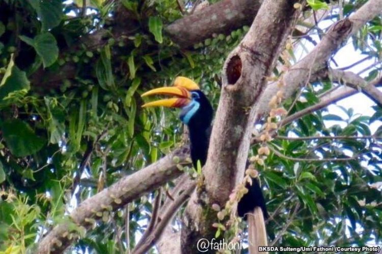 Burung Julang Sulawesi atau Rangkong di Taman Wisata Alam Bancea, Pamona Selatan Kabupaten Poso, Sulawesi Tengah. 