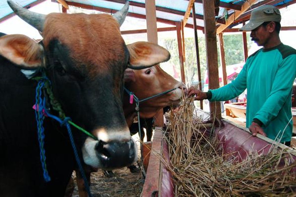 Menjelang Hari Raya Idul Adha, penjual hewan kurban mulai menjajakan dagangan mereka.