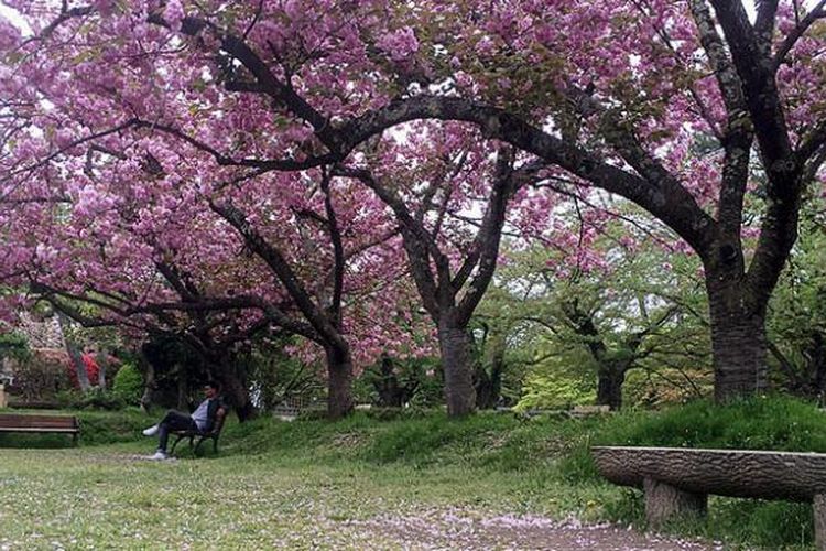 Tak Perlu Ke Jepang Ini 10 Tempat Melihat Sakura Di