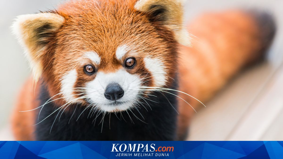 Menyelamatkan Red Panda dengan Masker dari Himalaya