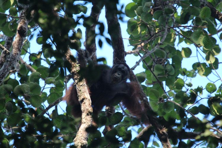 Orangutan di KEE Wehea-Kelay, Kalimantan Timur.