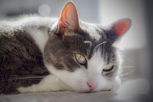 Perjalanan Kasus Mahasiswa Ditahan karena Cekoki Kucing dengan Ciu hingga Mati, Sempat Viral 2 Tahun Lalu