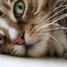 7 Fakta Menarik Tentang Hidung Kucing yang Perlu Diketahui