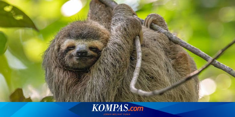 Apa Hewan Paling Lambat di Dunia? Inilah Jawabannya!