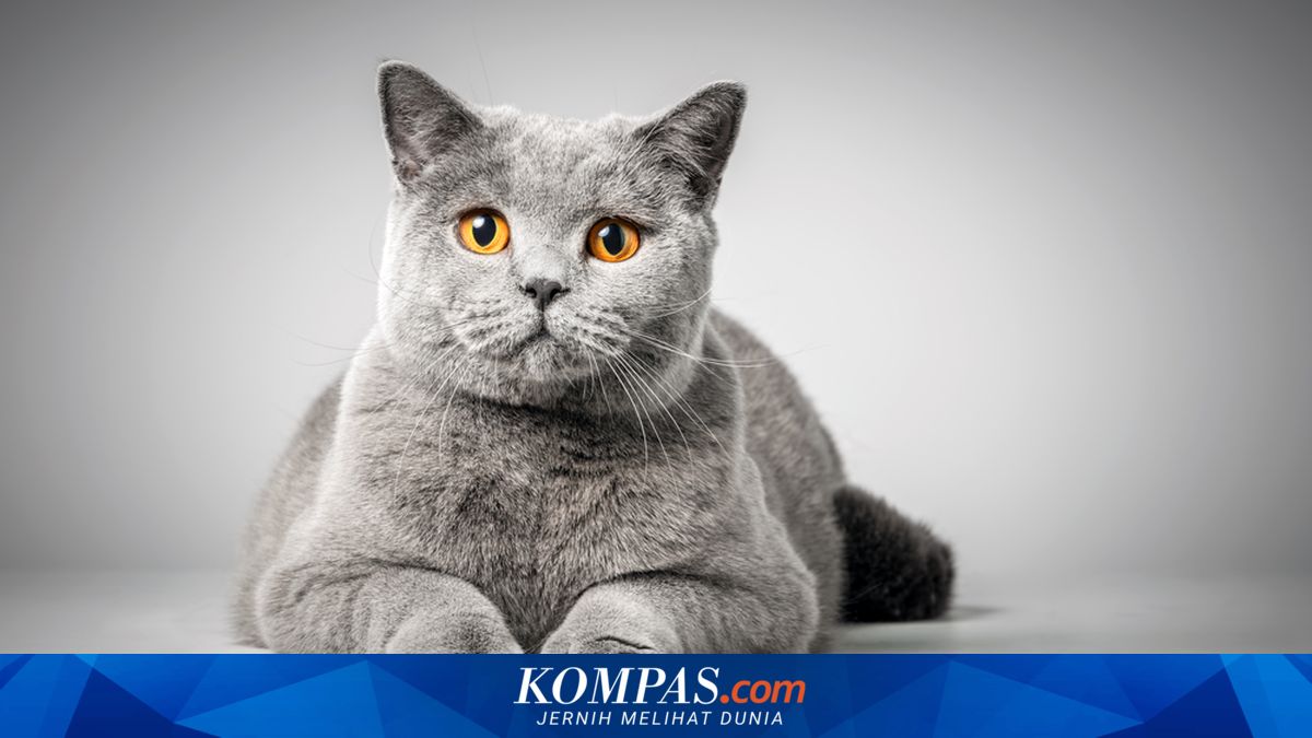 7 Fakta Menarik Kucing British Shorthair, Ras Kuno dan Hampir Punah