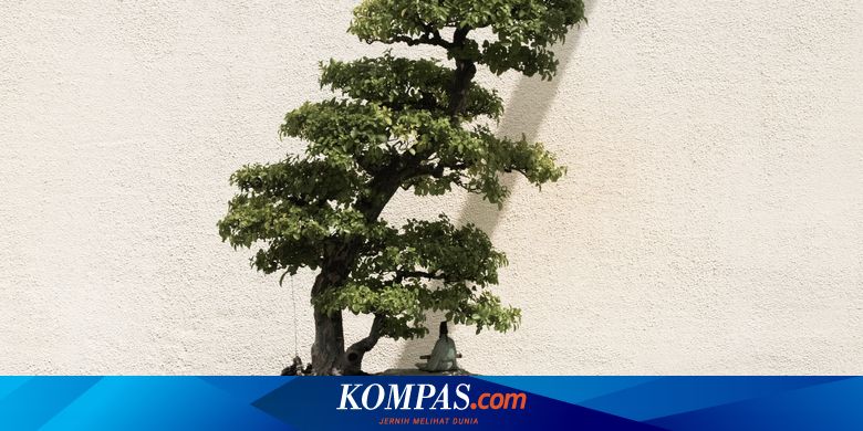 7 Tanaman Populer yang Cocok Dijadikan Bonsai