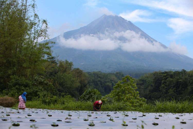 Haryono dan Ngatiyah menanam bibit kol dan cabai di Desa Mangunsoko, Kecamatan Dukun, Kabupaten Magelang, Jawa Tengah, Senin (16/11/2020). Sejak status Gunung Merapi ditingkatkan dari Waspada (Level II) menjadi Siaga (Level III), Kamis (5/11/2020), sebanyak 1.831 jiwa yang tinggal di lereng Gunung Merapi mengungsi.