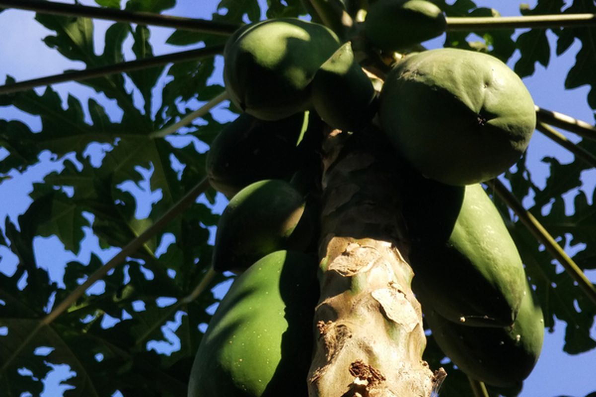 Ilustrasi pohon pepaya california.