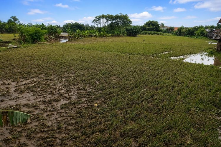 Banjir di Lumajang Sebabkan 7 Hektar Sawah Gagal Panen