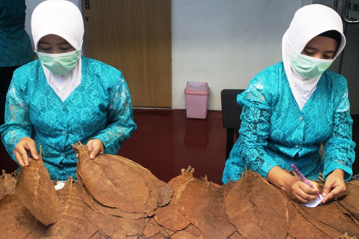 Pekerja saat proses pembuatan cerutu di perusahan BIN CIGAR Jember di Jalan Brawijaya Desa Jubung Kecamatan Sukorambi